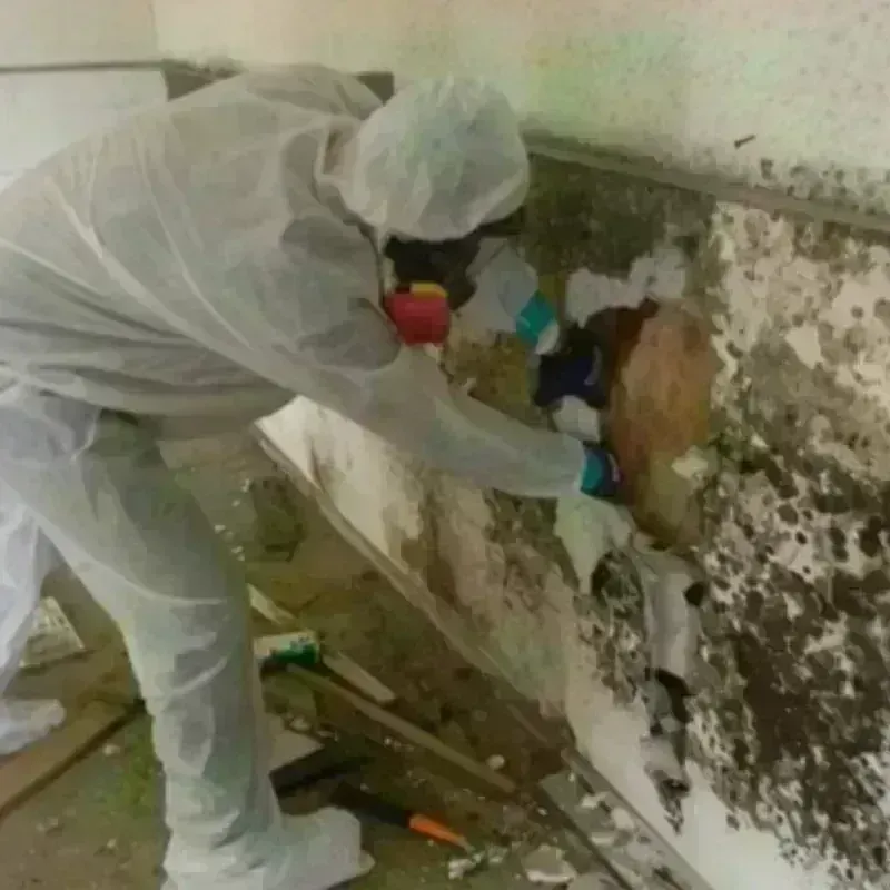 Mold Remediation and Removal in Oconee County, SC